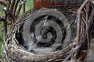 Nest with baby birds.