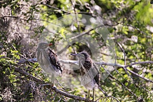 Nest of baby green heron Butorides virescens