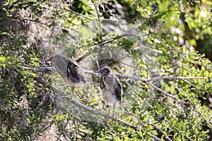 Nest of baby green heron Butorides virescens