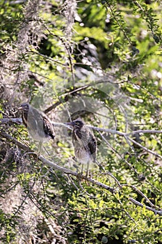 Nest of baby green heron Butorides virescens