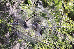 Nest of baby green heron Butorides virescens