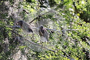 Nest of baby green heron Butorides virescens