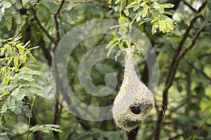 Nest of Baya weaver bird, Ploceus philippinus
