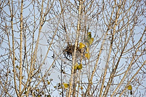 A nest of a bird