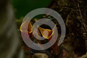 Nest bird on a birch tree with noisy baby birds with yellow open beaks