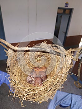 Nest of bird with egg and baby birds