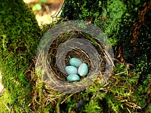 Nest of bird with eggs in the forest photo
