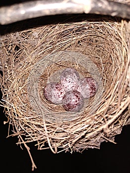 Nest of bird with four egg