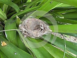 Nest of bird on green leaves of plant in garden