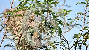 Nest of birds and Golden sparrow Bird or Ploceus hypoxanthus on branches Background green leaves
