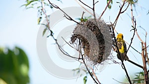 Nest of birds and Golden sparrow Bird or Ploceus hypoxanthus on branches Background green leaves