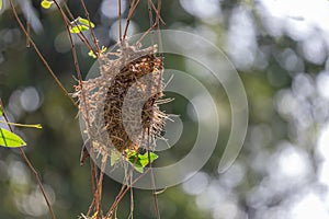 Nido de observación de aves colgante 