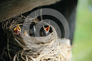 Nest of blackbirds with yellow-throated chicks