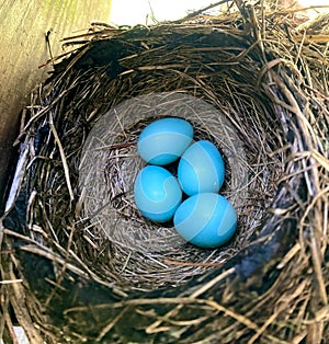 A nest of blue American robin birds eggs