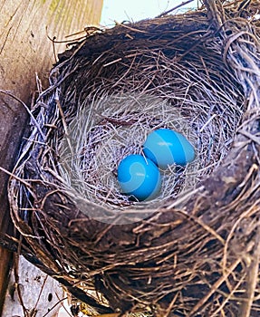 A nest of blue American robin birds eggs