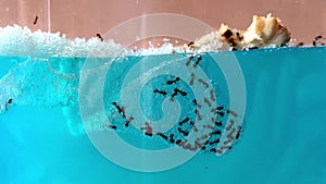 Nest boiler ants