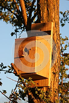 Nest box on hawthorn tree in evening sunlight