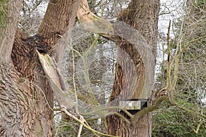 Nest box for little owls in poplar