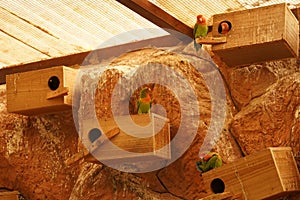 Nest box with parrots on the rock.