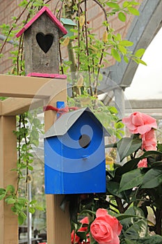 Nest box in pink, green or blue between plants and flowers.