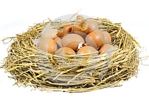 Nest with Brown Chicken Eggs and Cute Little Chicken Isolated on White