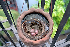 Nest with Brown Chicken Eggs and Pen Isolated