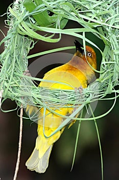 Nest Building Weaver