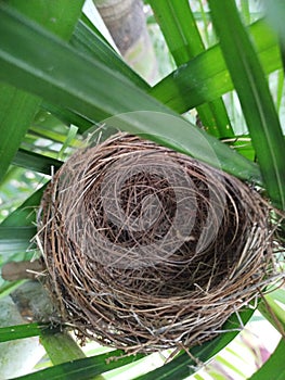 Nest built by Bul Bul Bird