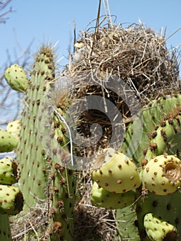 A Nest in a Cactus