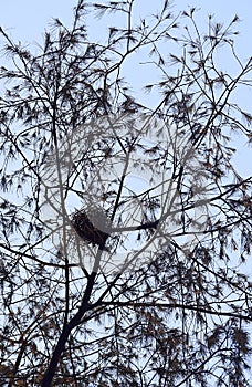 Nest in Casuarina Equisetifolia Tree with Branches and Leaves in Abstract Pattern
