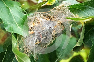 A nest of caterpillars of the Codling moth