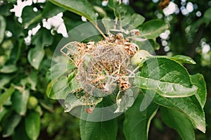 A nest of caterpillars of the Codling moth
