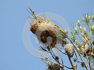 Nest of caterpillars opposaite a blue sky