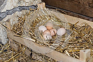 nest of the chicken eggs