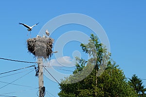 Nest with ciconia ciconia white storks family on top of electrical pole against blue sky in a village in Transylvania, Romania