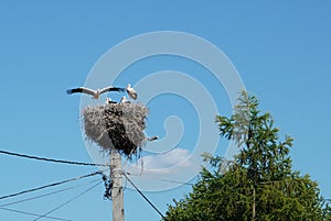 Nest with ciconia ciconia white storks family on top of electrical pole against blue sky in a village in Transylvania, Romania