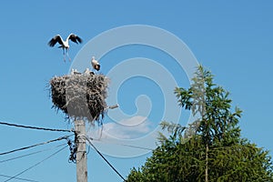 Nest with ciconia ciconia white storks family on top of electrical pole against blue sky in a village in Transylvania, Romania