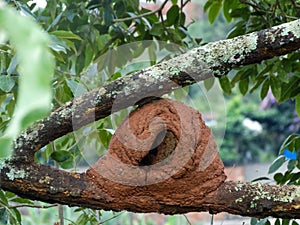 Nest of Clay JoÃ£o in a tree in Jardim das Oliveiras, municipality of Esmeraldas.