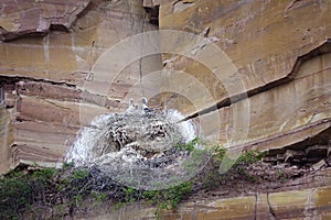 Nest in cliff