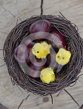 Nest with colored quail eggs and small yellow Chicks on a wooden background
