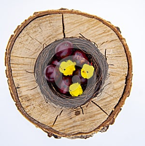 Nest with colored quail eggs and small yellow Chicks on a wooden background