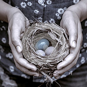 Nest with Colorful eggs .