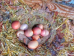 Nest of colorful eggs