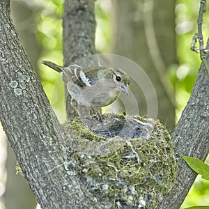 The nest of the common finch, Fringilla coelebs, with eggs