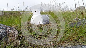 Nest of the Common Gull (Larus canus)