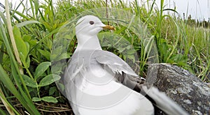 Nest of the Common Gull (Larus canus)