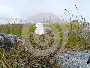 Nest of the Common Gull (Larus canus)