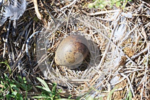 Nest of the Common Gull (Larus canus)