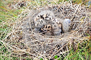 Nest of the Common Gull (Larus canus)