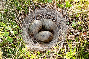 Nest of the Common Gull (Larus canus)
